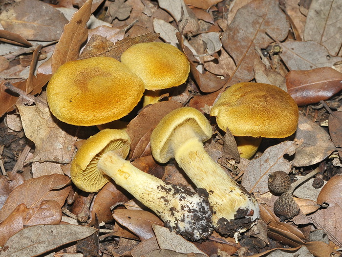 Cortinarius sp.